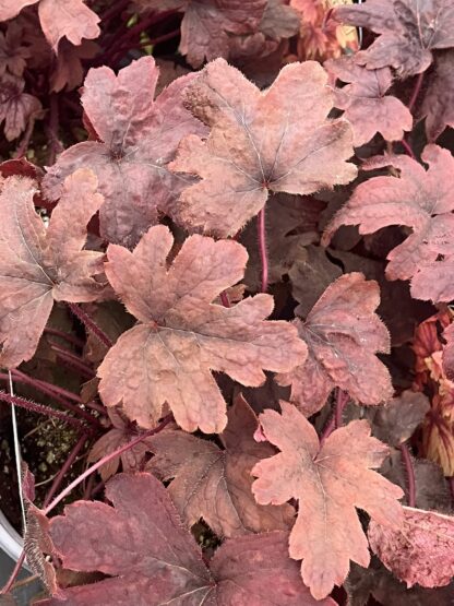 Heucherella, Sweet Tea