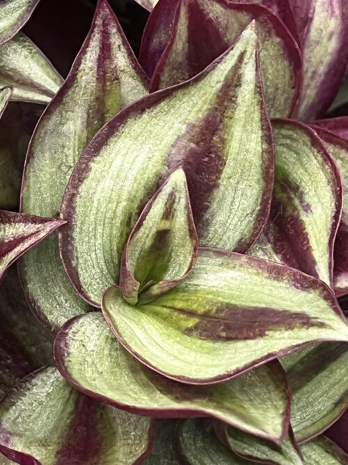 Tradescantia zebrina, Wandering Jew Purple