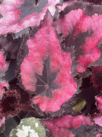 Begonia, Harmony's Red Robin