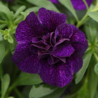 Calibrachoa, Uno Double Dark Blue