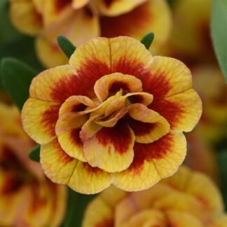 Calibrachoa, Neo Double OrangeTastic