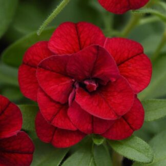 Calibrachoa, Uno Double Red