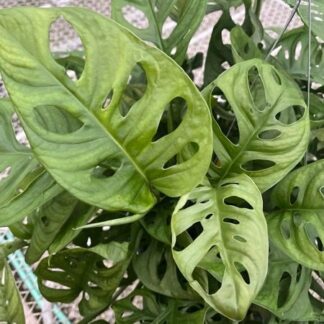 Monstera adansonii, Swiss Cheese Plant