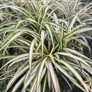 Chlorophytum comosum, Spider Plant, Variegated