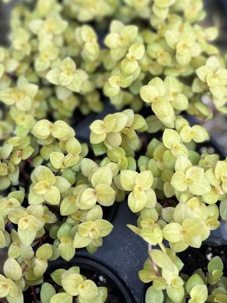 Callisia Repens, Bolivian Jew Golden