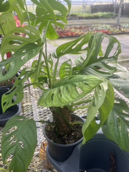 Monstera adansonii, Swiss Cheese Plant