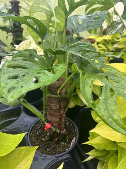 Monstera adansonii, Swiss Cheese Plant