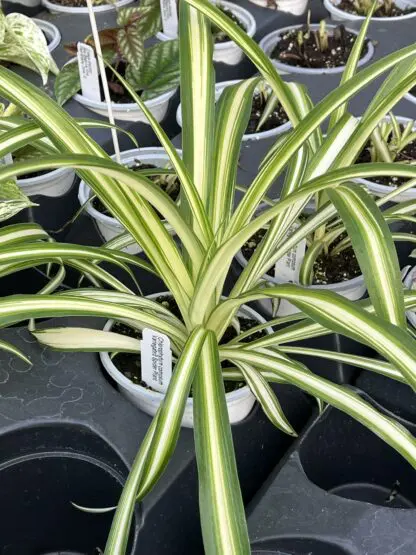 Spider Plant, Variegated