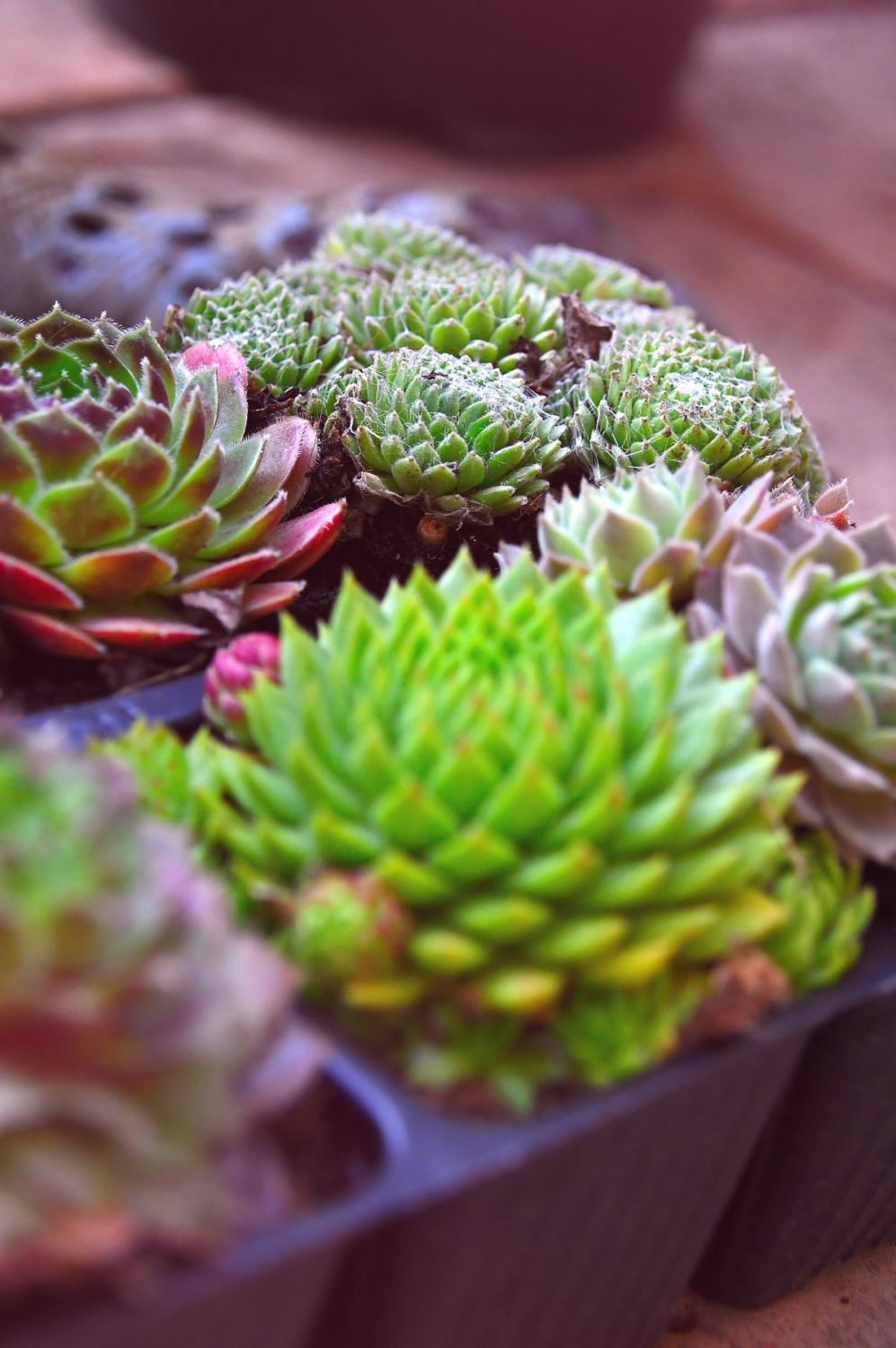 Growing Succulent Plants