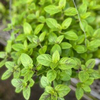 Basil; Ocimum basilicum, African Blue