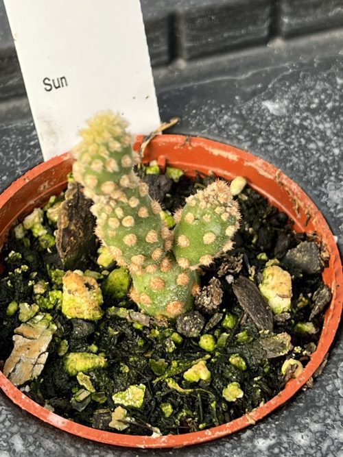 Opuntia Rufida, Mini Cinnamon Cactus