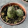 Optunia fragilis, Potato Cactus