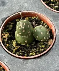Optunia fragilis, Potato Cactus
