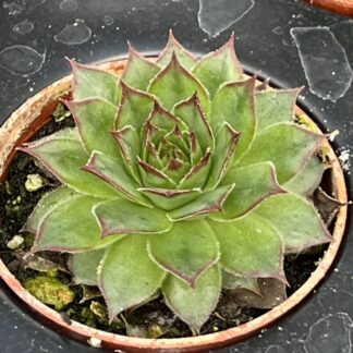 Sempervivum; Hen and Chicks, Black Rose