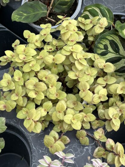 Callisia repens, Bolivian Jew Golden