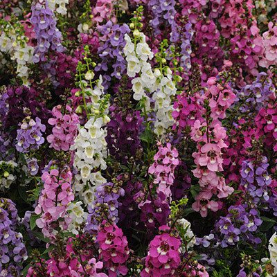 Angelonia Serena Mix