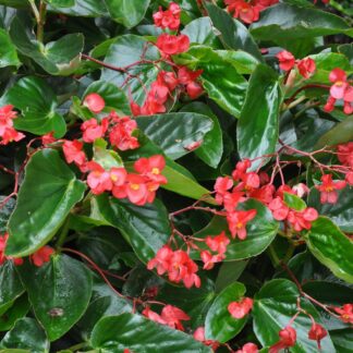 Begonia Dragon Wing red