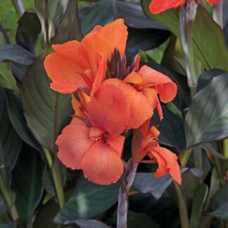 Canna, Cannova Bronze Orange
