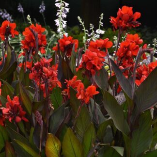 Canna, Cannova Bronze Scarlet