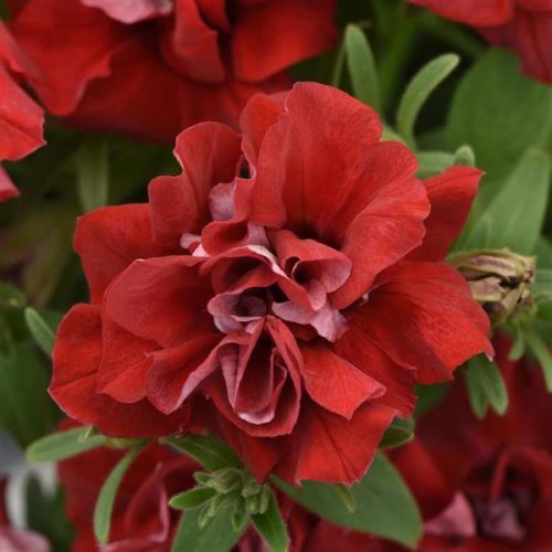 Petunia, Double Vogue Red