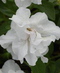 Petunia, Double Vogue White