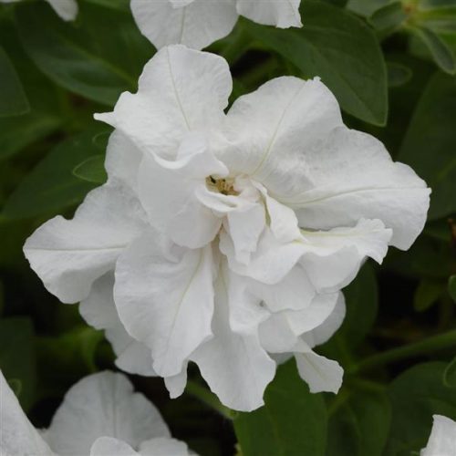 Petunia, Double Vogue White