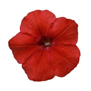 Petunia, Easy Wave Red