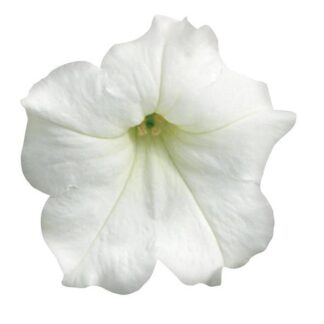 Petunia, Easy Wave White