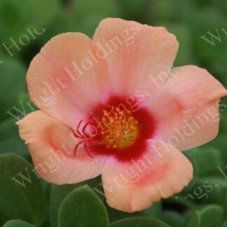 Purslane, Apricot