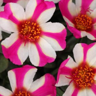 Purslane, ColorBlast Pink Lady