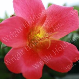 Purslane, Red