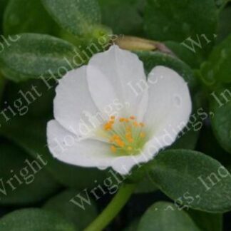 Purslane, White