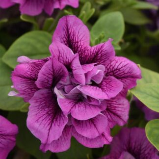 Petunia, Double Vogue Lavender Vein