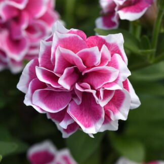 Petunia, Double Pink Diamond