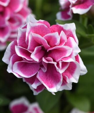 Petunia, Double Pink Diamond