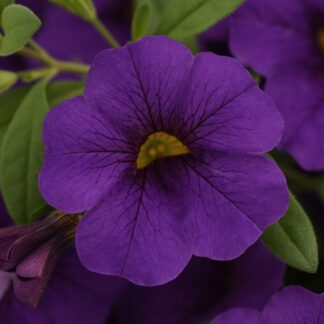 calibrachoa cabaret midnight blue