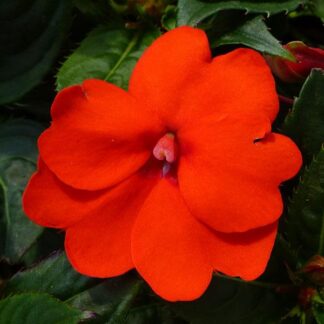 Impatiens, Sunpatien Compact Electric Orange