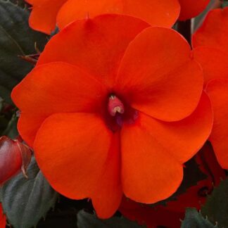 Impatiens, Sunpatien Compact Hot Coral