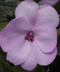 Impatiens, Sunpatien Compact Orchid Blush