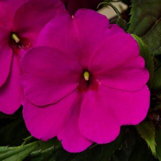 Impatiens, Sunpatien Compact Purple