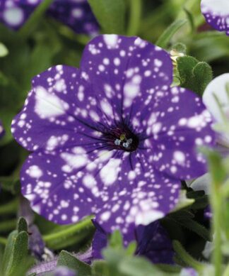 headliner night sky petunia