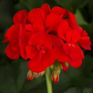 Geranium (Pelargonium), Americana Red