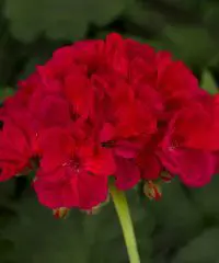 Geranium, Americana Cherry Rose