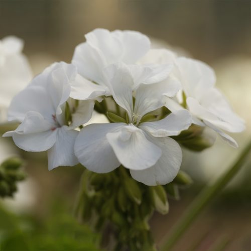 Geranium (Pelargonium), Calliope Medium White