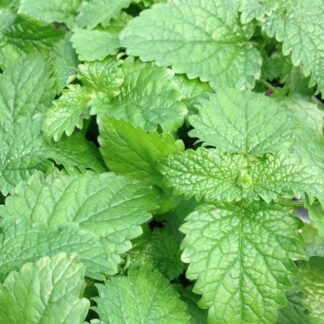 Melissa officinalis, Lemon Balm