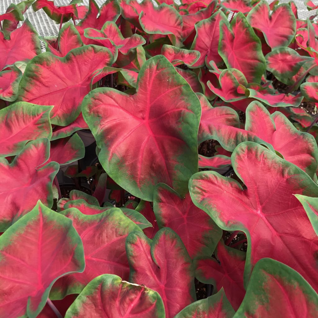 Caladium, Freida Hemple