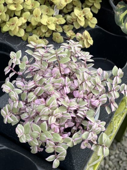 Callisia repens, Bolivian Jew Pink