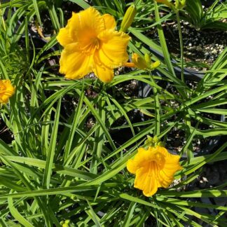 Daylily, Stella de Oro