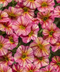 Calibrachoa, Superbells Tropical Sunrise