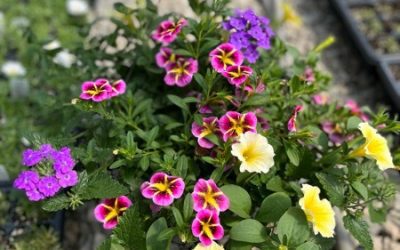 Creating and Planting a Beautiful Container Garden